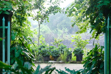 coffee and plants in the garden