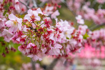 Branch of cherry blossoms flowers in the garden, close up 

