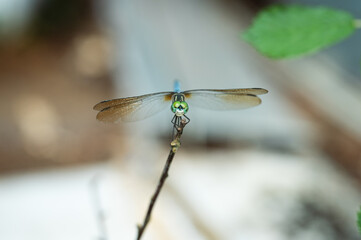 close up of a dragonfly