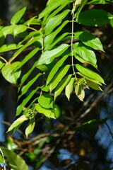 coffee and plants in the garden