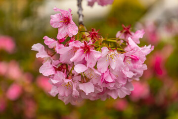 Branch of cherry blossom, closeup 
