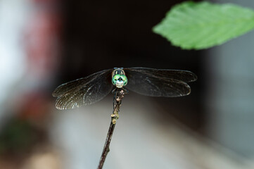 close up of a dragonfly
