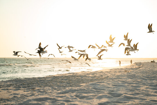 birds flying across the beach, Pensacola Beach, Florida