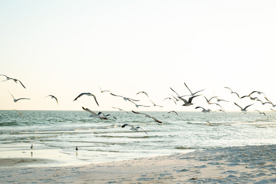 birds flying across the beach, Pensacola Beach, Florida - Powered by Adobe
