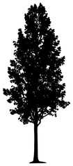 Poplar tree silhouette drawing