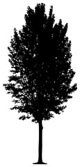 Silhouette of poplar tree element