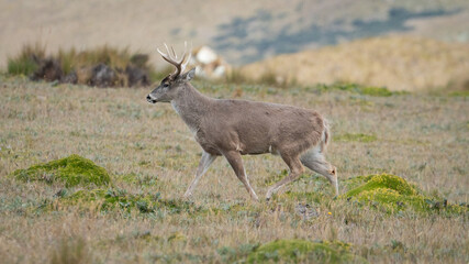 Wild male Andean deer with antlers walking in the grasslands of the Ecuadorian páramo.