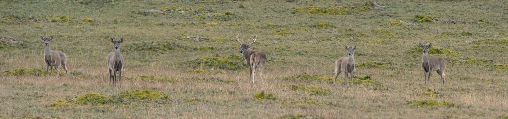 Panoramic view of five wild Andean deer standing in the grasslands of the Ecuadorian páramo.