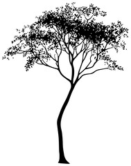 Silhuoette of moringa tree element