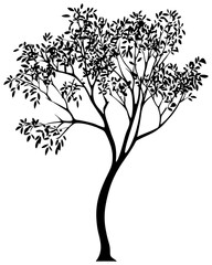 Moringa tree silhuoette drawing
