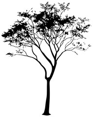 Silhuoette of moringa tree element