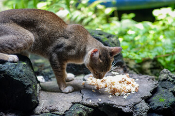A puspin cat eating rice and scraps outdoors on a stone surface.