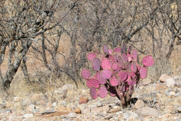 Santa Rita Prickly Pear Cactus