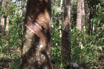 Hevea brasiliensis or Rubber Tree at Dharmasraya West Sumatera