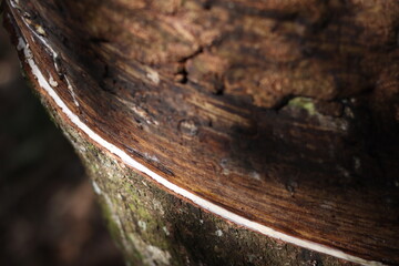 Hevea brasiliensis or Rubber Tree at Dharmasraya West Sumatera