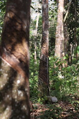 Naklejka premium Hevea brasiliensis or Rubber Tree at Dharmasraya West Sumatera