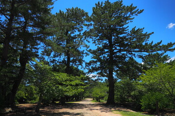 萩城跡指月公園の風景（山口県）