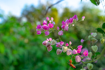 Close-up of delicate pink flowers blooming on a vine, surrounded by heart-shaped buds and leaves, set against a softly blurred green background.