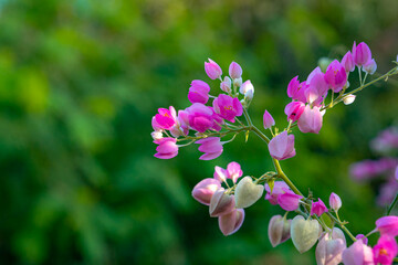 Obraz premium Graceful pink flowers with heart-shaped buds bloom on a delicate vine, standing out beautifully against a smooth green background in natural daylight.