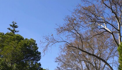 Obraz premium Bare branches against a clear blue sky