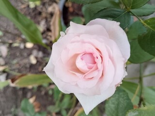pink rose in garden