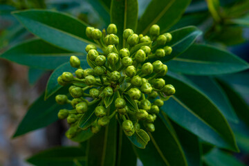 Close-up of a cluster of unopened green flower buds surrounded by elongated, glossy dark green leaves, captured in natural light with a fresh and vibrant look.