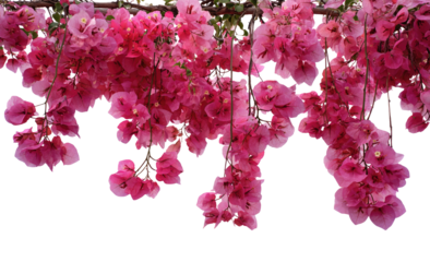 Pink Bougainvillea cascade.  Clusters of vibrant pink flowers droop downwards, creating a lush floral curtain