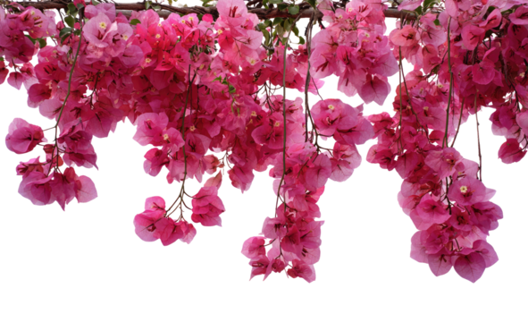 Pink Bougainvillea cascade.  Clusters of vibrant pink flowers droop downwards, creating a lush floral curtain