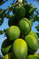 A close-up view of a cluster of unripe green papayas growing on a tree, captured under bright daylight with a clear blue sky in the background, showing tropical freshness.