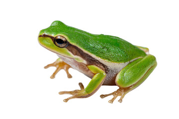 Fototapeta premium Close-up of a small, vibrant green frog