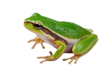 Close-up of a small, vibrant green frog