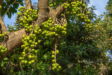 Fototapeta premium A fig tree covered with dense clusters of green fruits growing directly from its trunk and branches, surrounded by lush tropical foliage under the bright morning sunlight.