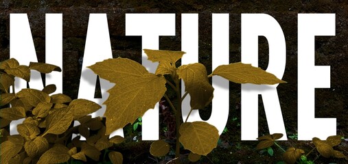 White text of NATURE and a foreground plant with brown-yellow leaves, blending typography and organic elements for banner, flyer