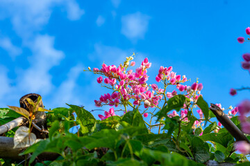 Pink coral vine flowers bloom vibrantly above lush green leaves, set against a bright blue sky. The composition captures a refreshing tropical atmosphere and natural beauty.