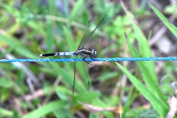 Male Common Skimmer (Orthetrum albistylum speciosum). Odonata libellulidae. The male's body is light blue, its compound eyes are blue, and its wings are transparent.