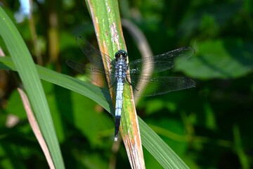 Male Common Skimmer (Orthetrum albistylum speciosum). Odonata libellulidae. The male's body is light blue, its compound eyes are blue, and its wings are transparent.