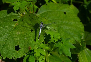 Male Common Skimmer (Orthetrum albistylum speciosum). Odonata libellulidae. The male's body is light blue, its compound eyes are blue, and its wings are transparent.