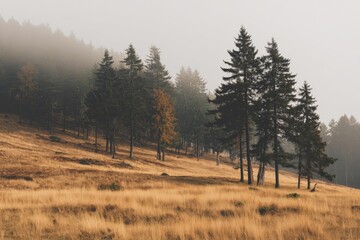 Misty Mountain Meadow: Golden Autumn Serenity