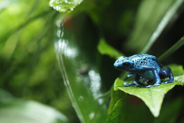 Bright blue frog resting on tropical green leaves