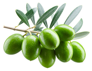 Obraz premium Olive Branch with Leaves and Attached Olives, Diagonal Composition, Side View, Isolated on Transparent Background
