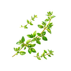 Fototapeta premium Fresh Thyme Sprigs Isolated on Black Background - Culinary Herb Collection