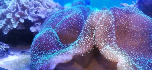 coral reef fish © chattriya.sr