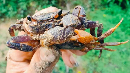 Hand holding a fresh Rice Field Crab, a local food ingredient in Asia, Close-up of a muddy freshwater crab (Puna) caught in a paddy field