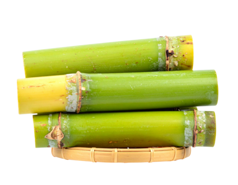 bamboo leaves on white background