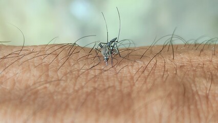 A detailed macro photograph of a female striped mosquito feeding on human blood. Aedes aegypti mosquito sucking blood, vector of Dengue fever and Zika