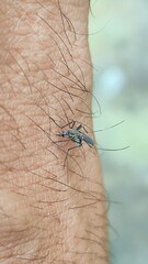 A detailed macro photograph of a female striped mosquito feeding on human blood. Aedes aegypti mosquito sucking blood, vector of Dengue fever and Zika