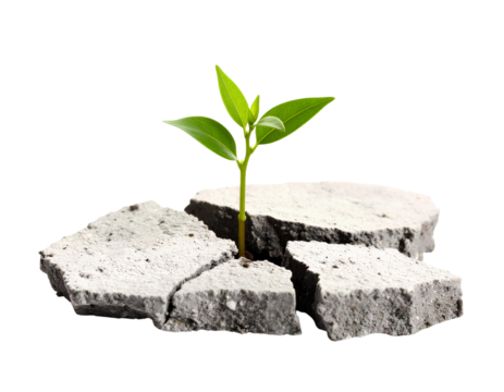 Small green plant sprouting through cracked concrete, isolated on transparent background