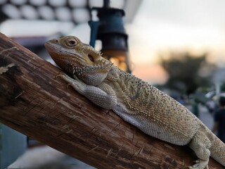 Reptile on a Log: Bearded Dragon with Old Lamp