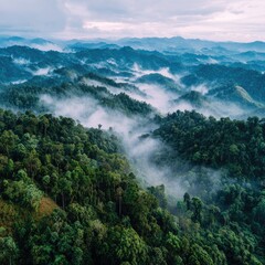 Mist Shrouded Forest Hills