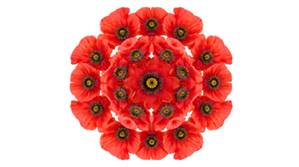red flower isolated on white